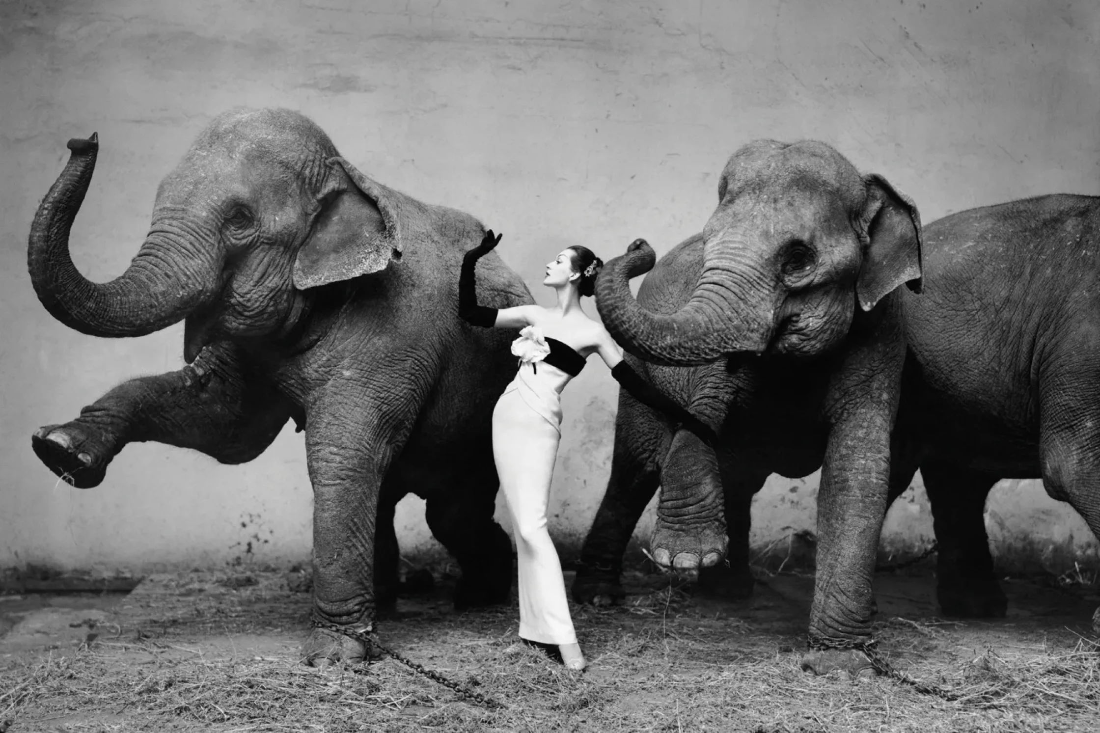 Dovima-with-elephants-evening-dress-by-Dior-Cirque-dHiver-Paris-August-1955